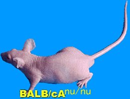 BALB/c裸鼠