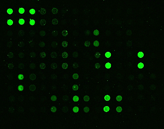 人细胞因子抗体芯片6-玻片芯片