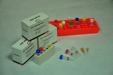 变形杆菌荧光PCR检测试剂盒