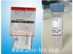 Histone H2A (L88A6) Mouse mAb