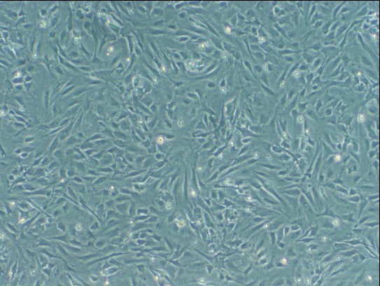 小鼠胚胎成纤维细胞，C57/BL6，P3 辐照后（2013年5月-7月买5支送3支）