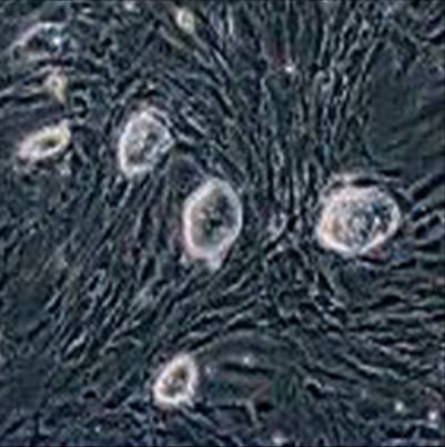 小鼠胚胎干细胞系
