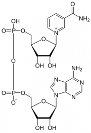 NAD氧化型辅酶I
