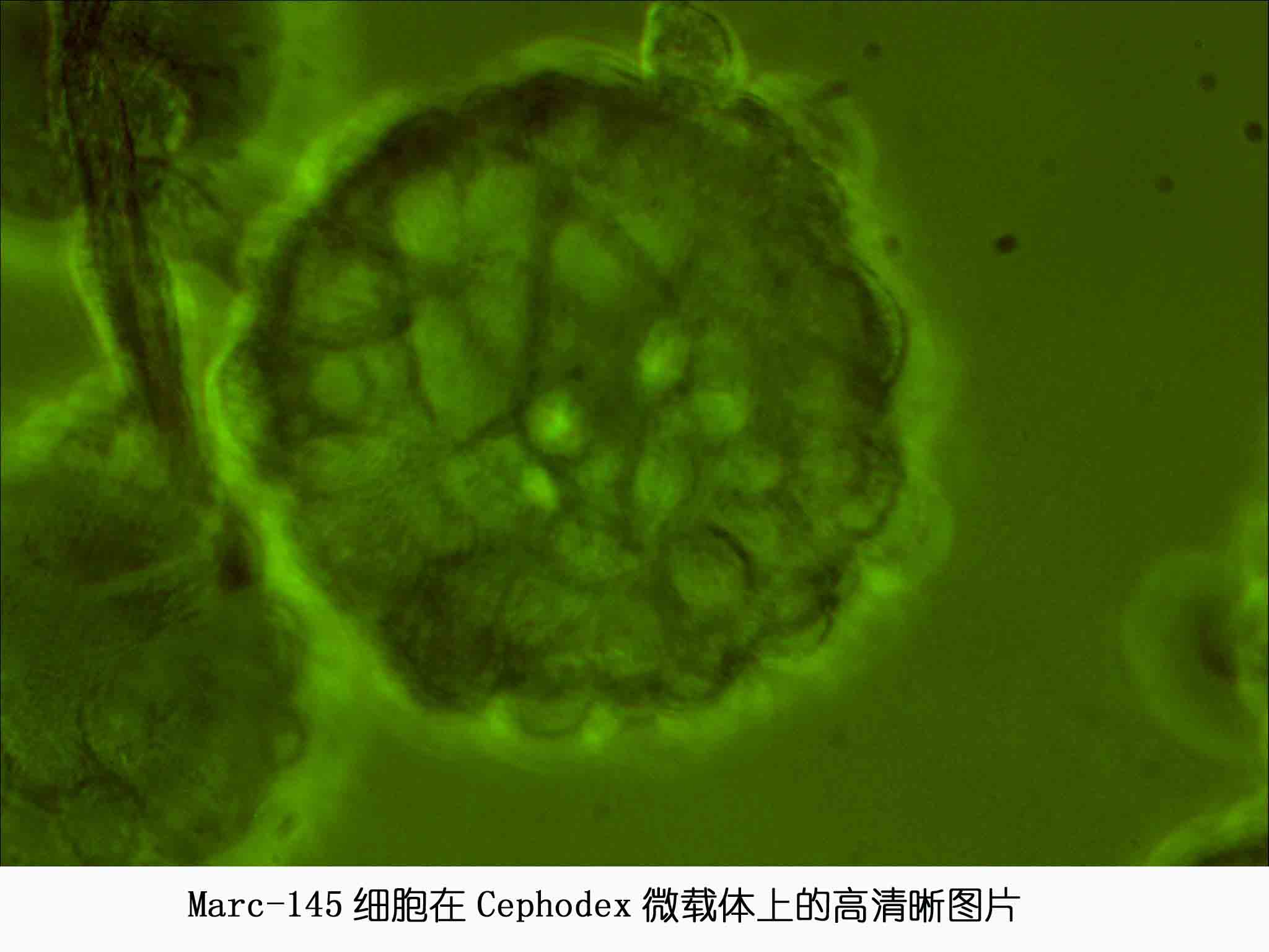 Cephodex细胞培养微载体