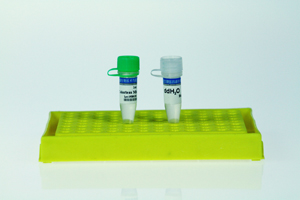 2×Pfu PCR Colorless Mix