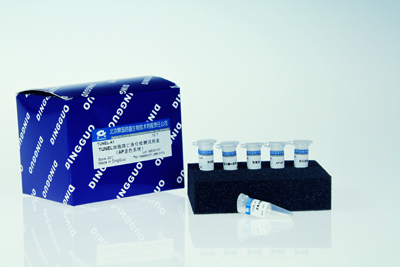 TUNEL细胞凋亡原位检测试剂盒AP显色系统