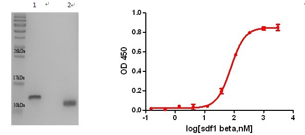 SDF-1 β（基质细胞衍生因子-1）