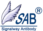 SAB抗体 SAB公司：VEGFR2 Antibody_上海萨博生物(SAB几乎全部产品现货)