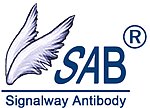 SAB抗体 SAB公司：p70 S6 Kinase Antibody_上海萨博生物(SAB几乎全部产品现货)