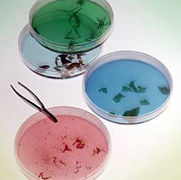 All-in-One β半乳糖苷酶分析试剂盒