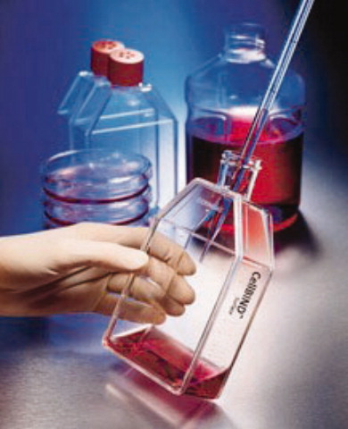 康宁细胞培养瓶，75cm²，聚酯盖