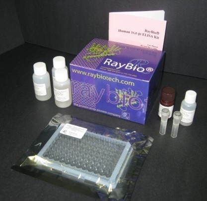 RayBio® Cell-Based EGFR (activated) ELISA kit