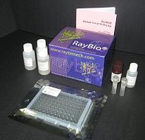 RayBio® Cell-Based JNK (Thr183/Tyr185) ELISA kit