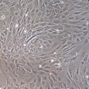 小鼠胚胎成纤维细胞 DR4 MEF