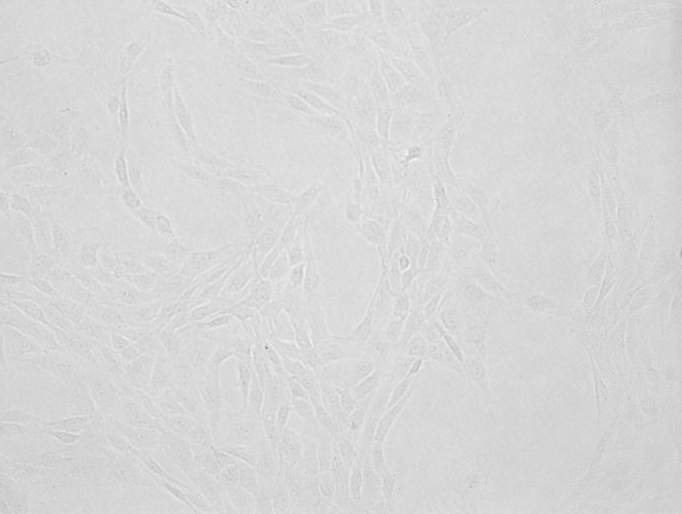大鼠成纤维细胞208F