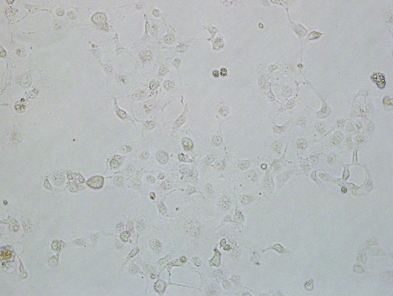 COS-7细胞非洲绿猴SV40转化肾细胞