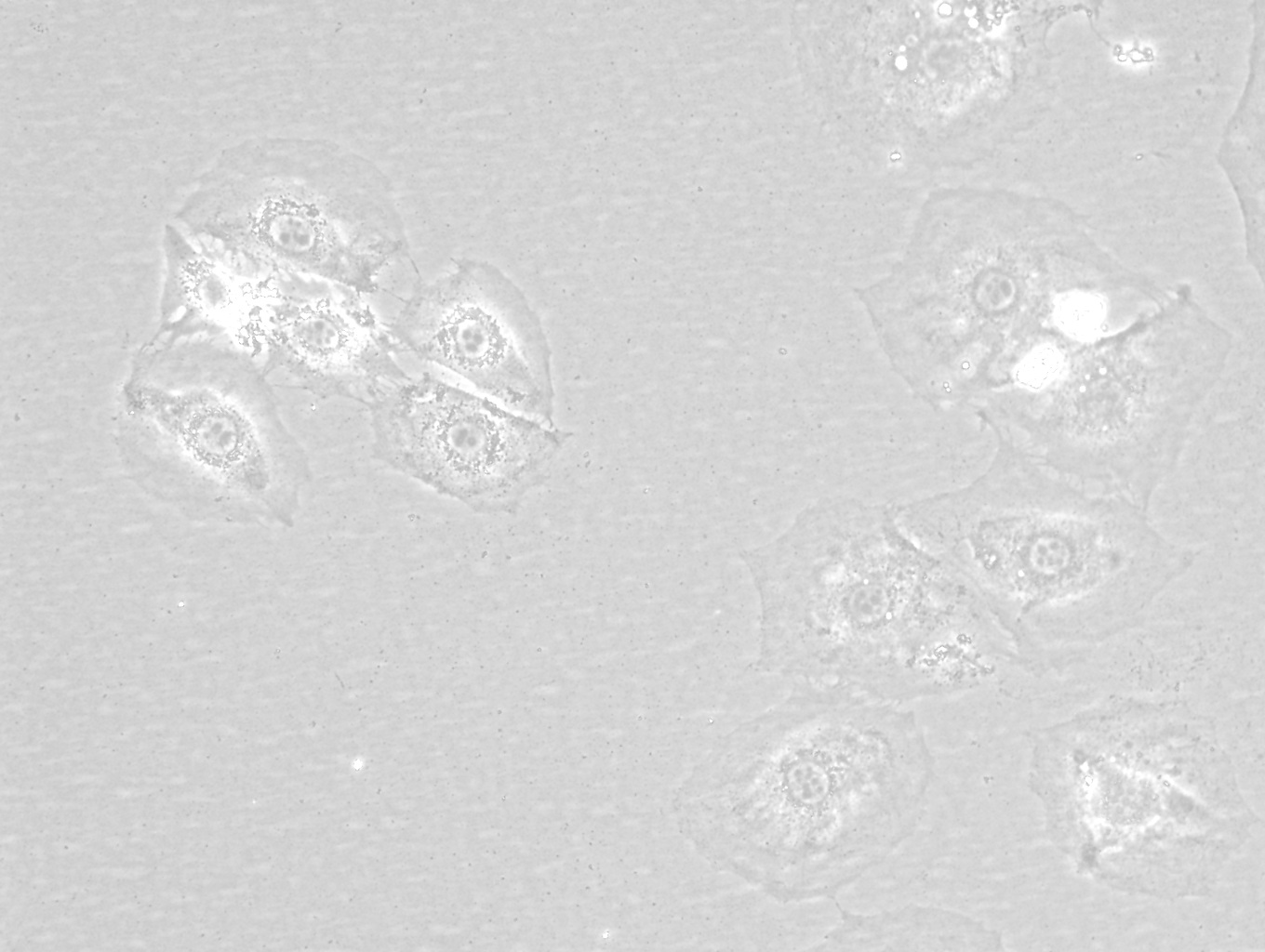 HOC细胞大鼠肝卵圆细胞