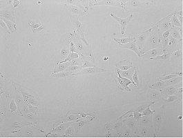 PK(15)猪肾上皮细胞