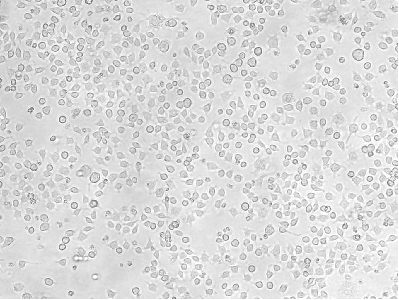 RAW 264.7小鼠单核细胞白血病细胞