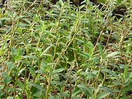 铁皮枫斗提取物、幼苗