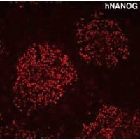 Human Nanog Polyclonal Antibody