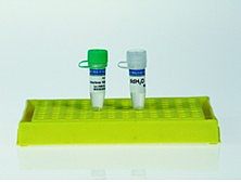 2XTaq PCR Green Mix