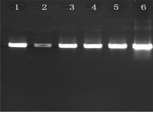 标准 Taq DNA Polymerase  （2U/ul）