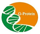 代做HE，免疫组化实验