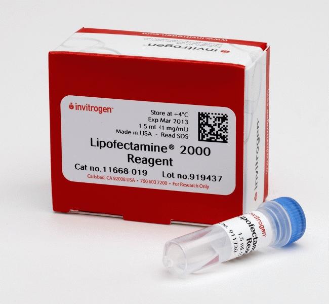 lipofectamine2000