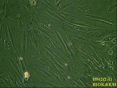 大鼠胚胎心肌细胞，H9c2(2-1)