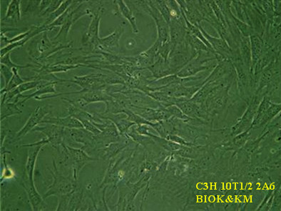 小鼠胚胎成纤维细胞，C3H 10T1/2 2A6