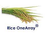 华联OneArray®水稻表达谱芯片服务 (RiOA)
