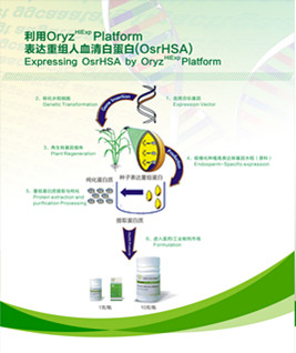 植物反应器技术平台--（重组蛋白质蛋白质和多肽表达服务；蛋白质和多肽的下游纯化、小试或中试工艺开发等技术服务）