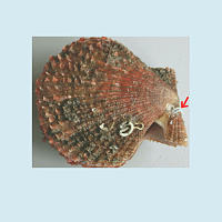 LOCK贝类标记扇贝标记放流标记