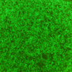 Wistar大鼠骨髓间充质干细胞/GFP