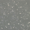 OriCell® ICR小鼠胚胎成纤维细胞（未灭活）