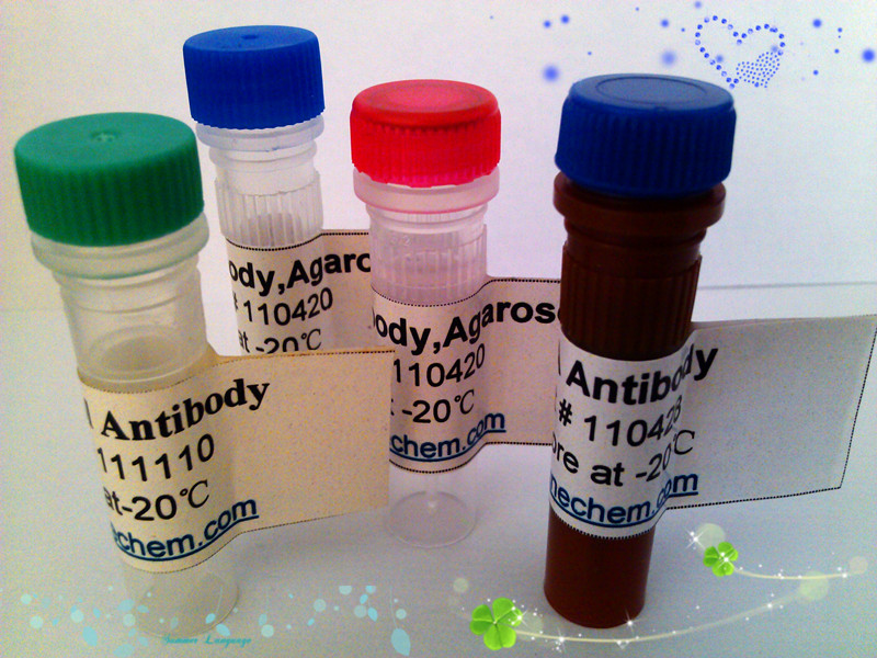 乙酰化赖氨酸抗体，亲和层析填料    Acetyl Lysine antibody, Agarose