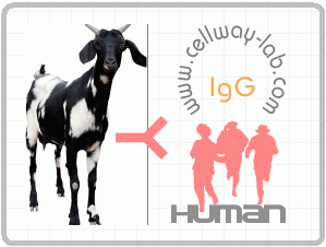 山羊抗人IgG（H+L）