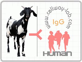 山羊抗人IgG（H+L）