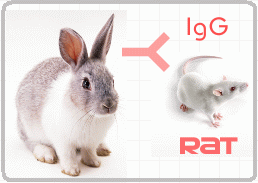 兔抗大鼠IgG（H+L）