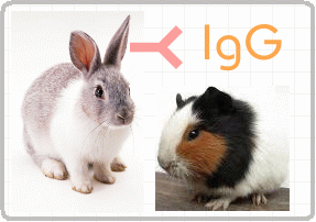 兔抗豚鼠IgG（H+L）
