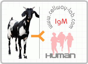 山羊抗人IgM（u链）