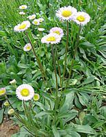 供应灯盏花素98% 95%  灯盏花素厂家