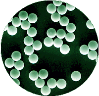 聚苯乙烯微球