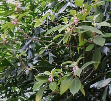 厂家供应低价山楂酸20%