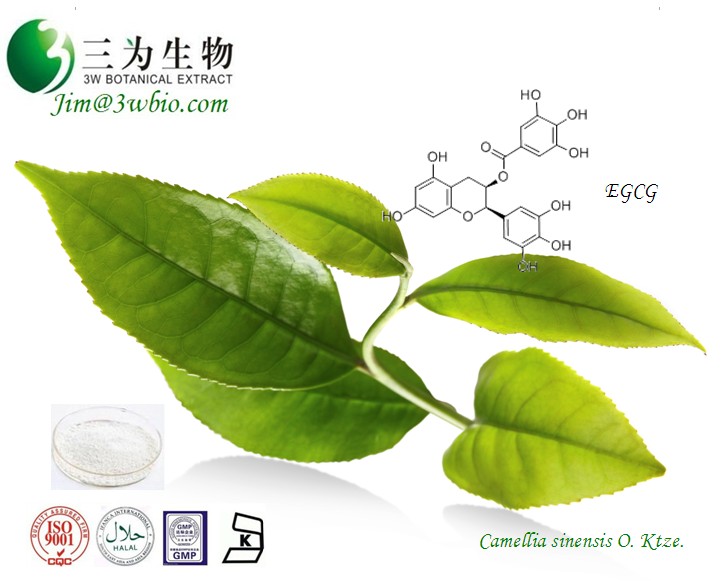 绿茶提取物 -- 50-99%EGCG（989-51-5） -- 50-98%儿茶素（7295-85-4） -- 50-98%茶多酚（84650-60-2）（tel：13787159602）