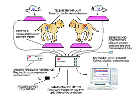 DSI植入式清醒动物生理信号无线遥测系统