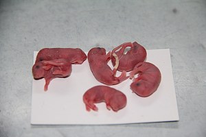 小鼠饲养繁育以及兽医服务