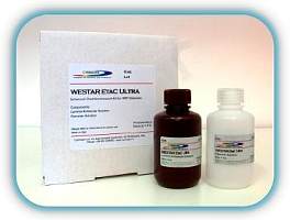 意大利原装western blot 化学发光检测试剂盒/发光液