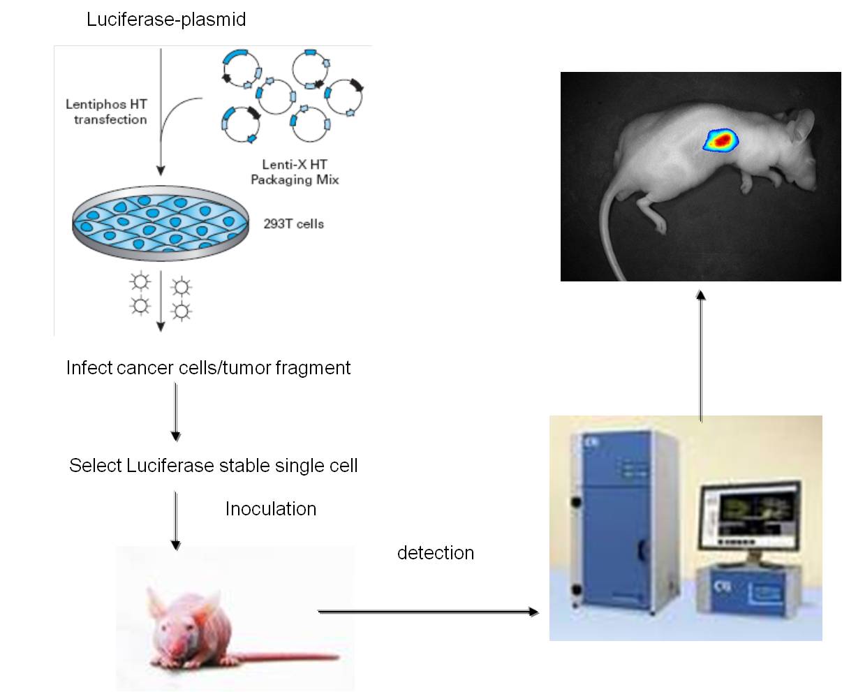 活体成像 (In vivo imaging)